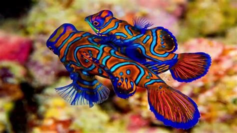 15 Most Beautiful Fish in the World (You Can Keep In Your .